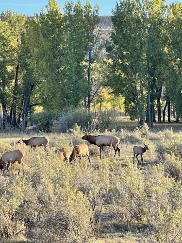 Elk Hunting