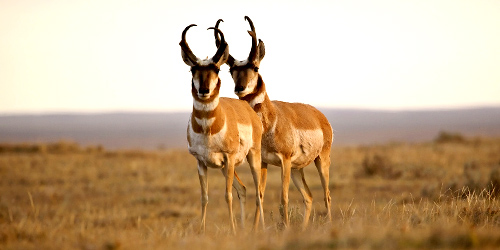 Antelope Hunting