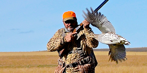 Upland Game Bird Hunting